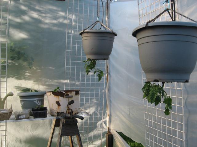 8229_greenhouse2.jpg