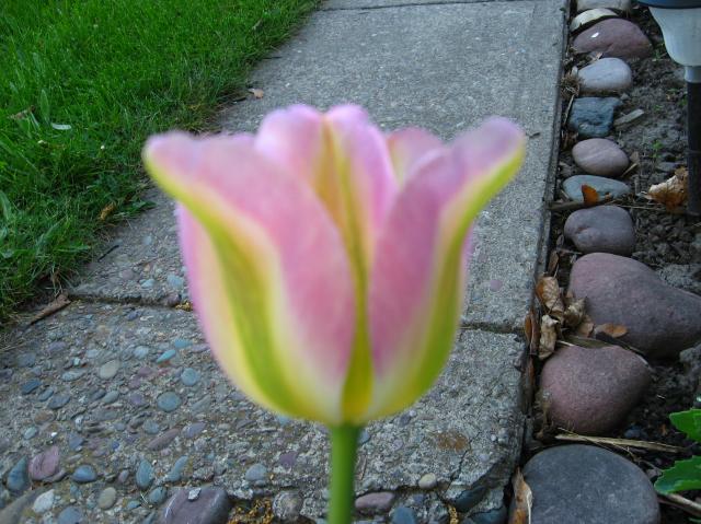 8229_tulip2.jpg