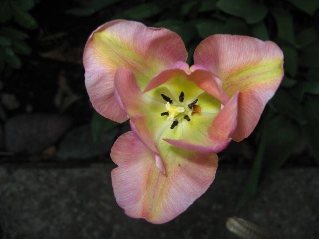 8229_tulip3.jpg