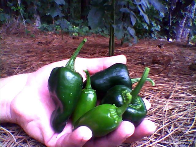 8419_hot_peppers.jpg