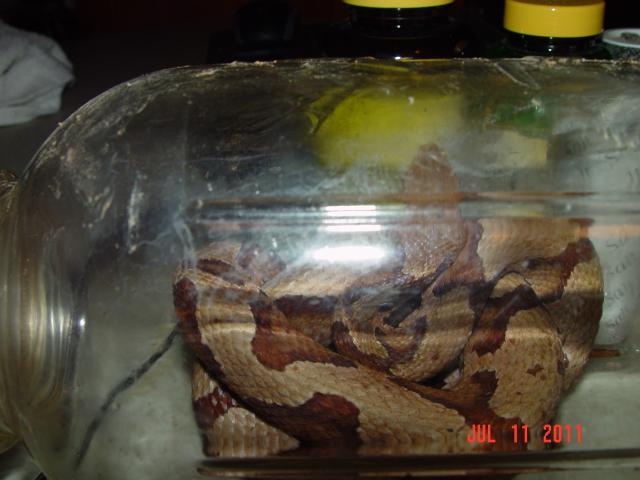 8583_copperhead.jpg