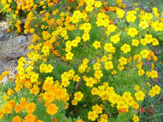 8583_marigolds.jpg