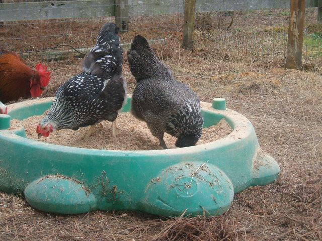 8721_candy_and_citzen_dustbathing.jpg