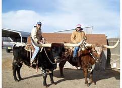 8721_longhorn.jpg