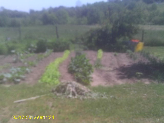 8828_our_garden.jpg