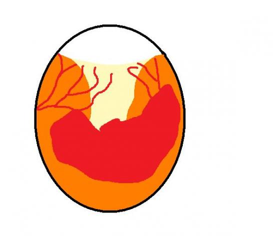 8835_a_egg.jpg