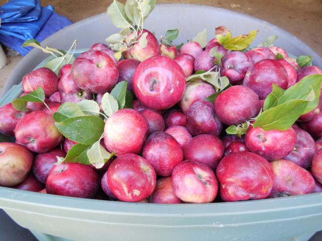 8843_apples_in_basket_1.jpg