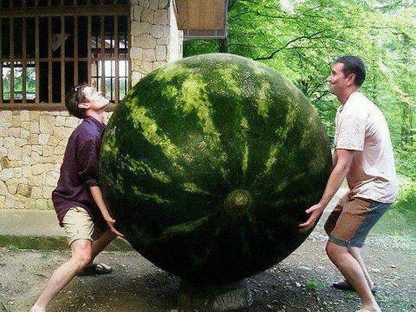 8871_a_baa-world-biggest-watermelon.jpg