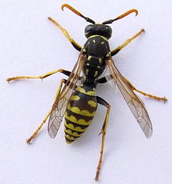 9018_frigginwasp.jpg