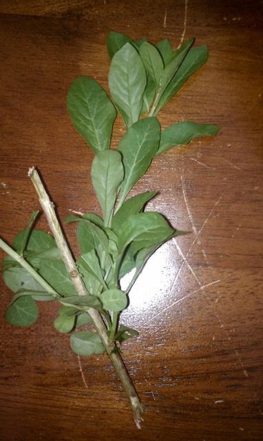 9071_weed.jpg