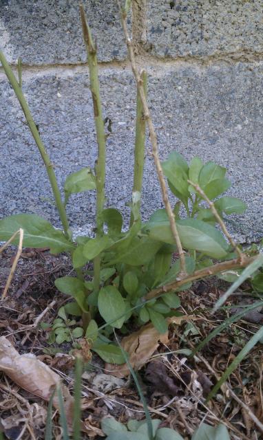 9071_weeds2.jpg