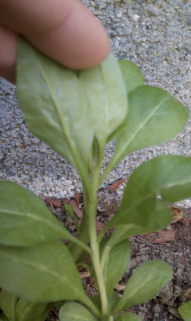 9071_weeds3.jpg