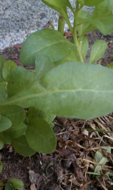 9071_weeds4.jpg