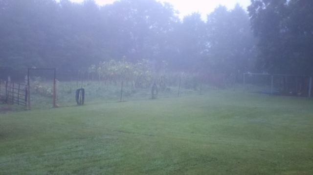 9126_foggy_garden.jpg