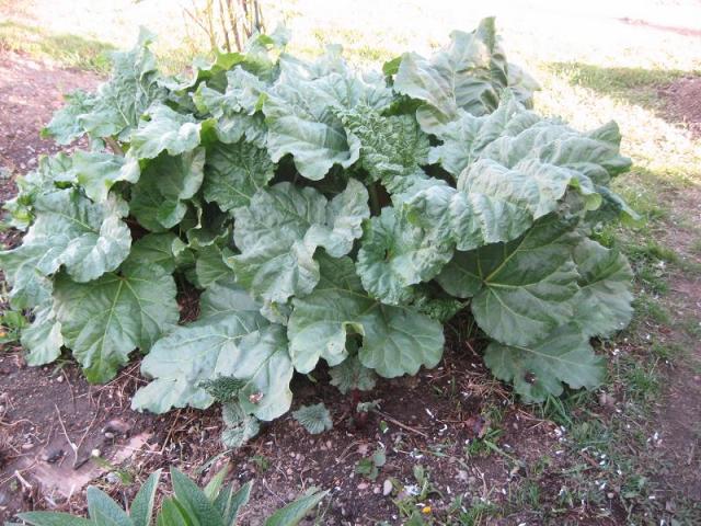 9494_april_30_rhubarb_plant.jpg