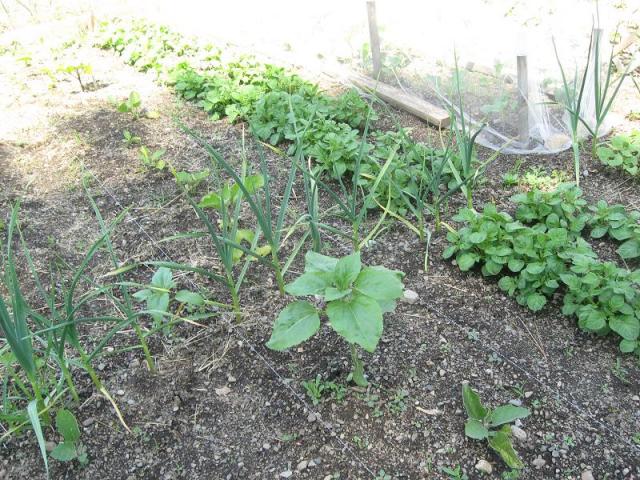 9494_june_6_skyscraper_sunflower_volunteer.jpg