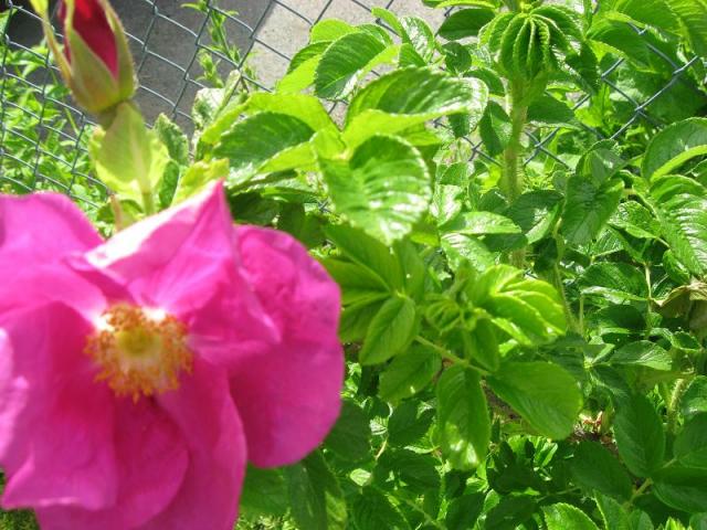 9494_name_of_bush.jpg