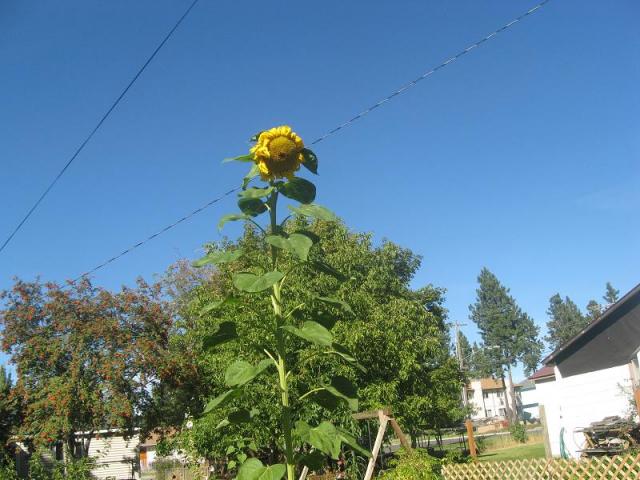 9494_sunflower_2.jpg