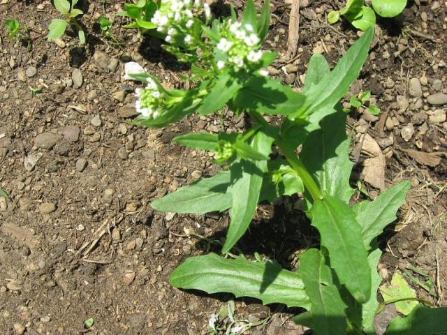 9494_weed_with_white_flowers.jpg