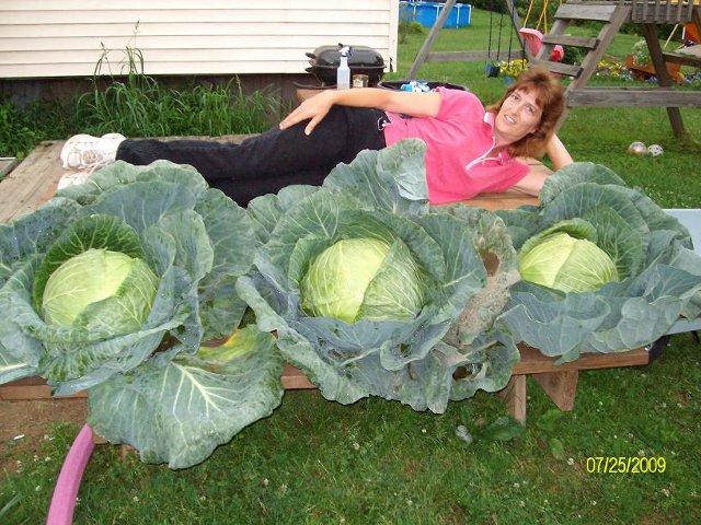 9500_cabbage_3.jpg