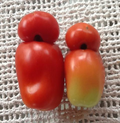 9596_mr_and_mrs_tomato_2.jpg