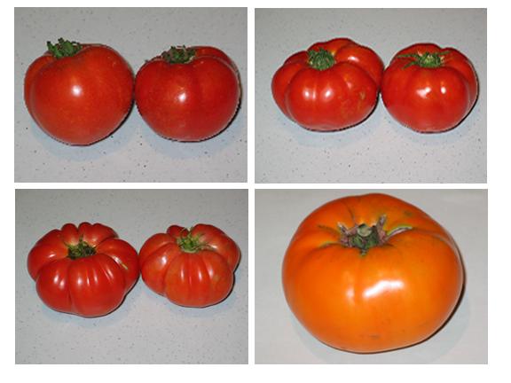 9596_various_tomatoes.jpg