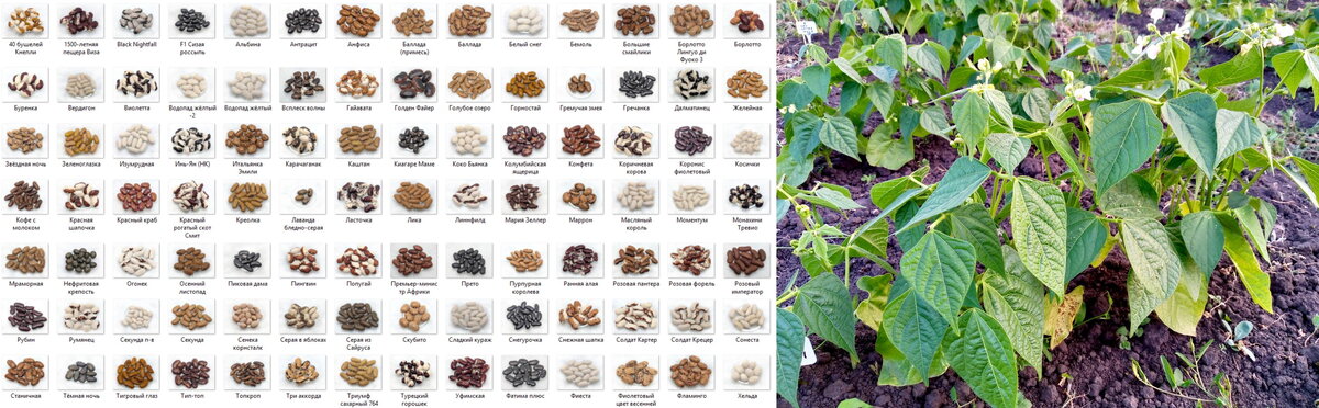 семена-2910.jpg