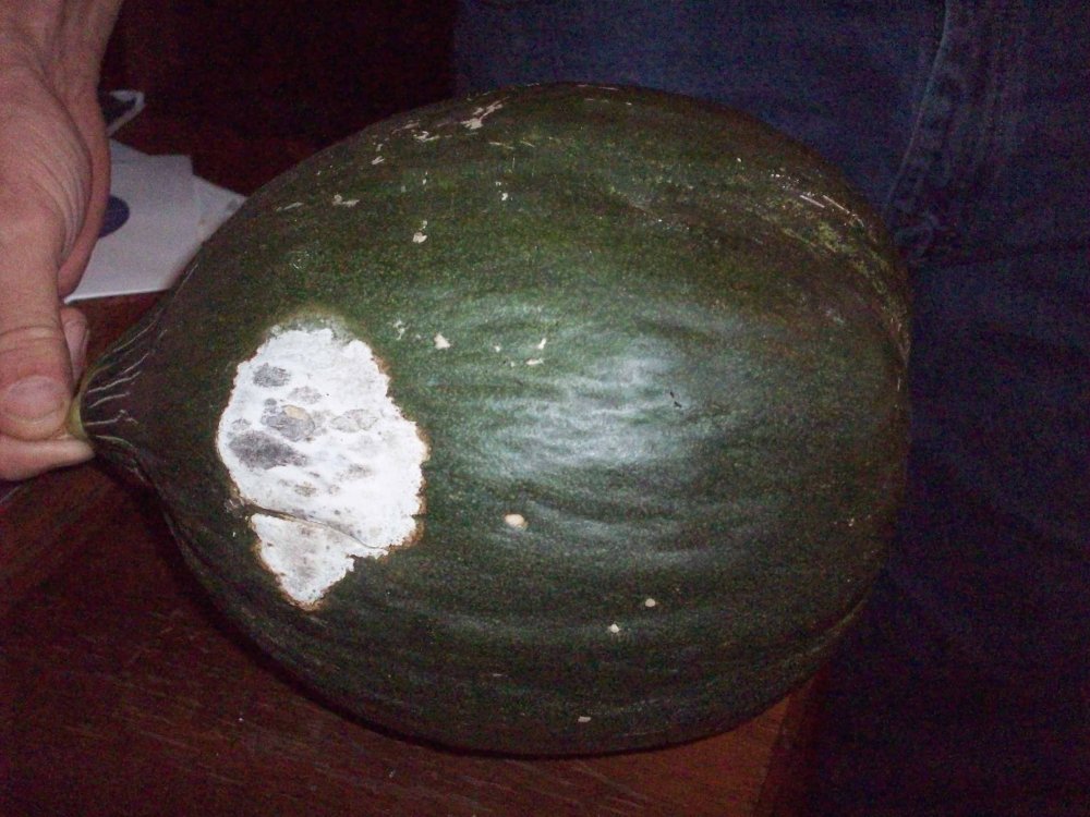 001.JPG