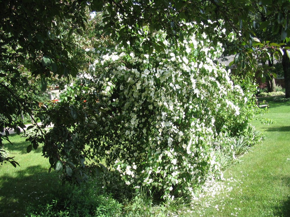 08 mock orange.JPG