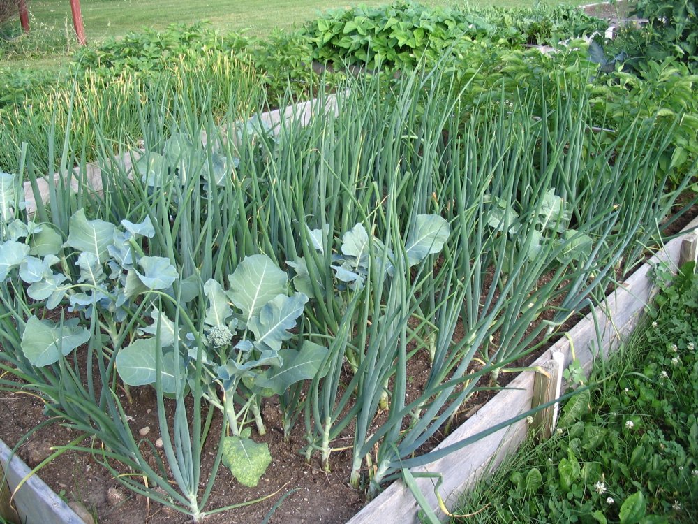 09 broccoli in onion bed.JPG