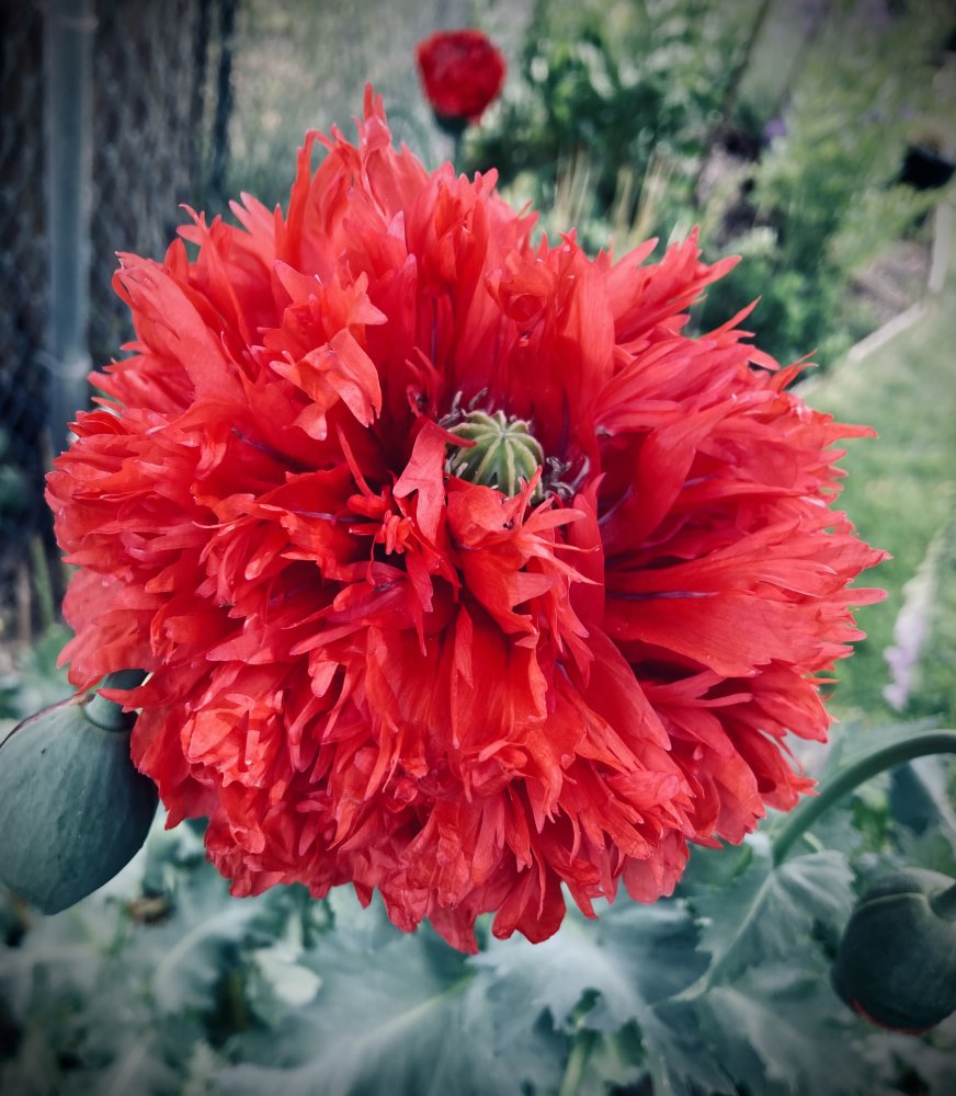 090C552F-7A6D-4EE5-9912-9CF01C08263E.jpeg