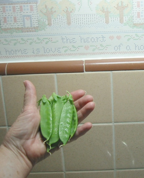 1 5 2014 Snowpeas 006 email.JPG