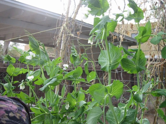 1 9 2014 Snow Peas 01 email.JPG