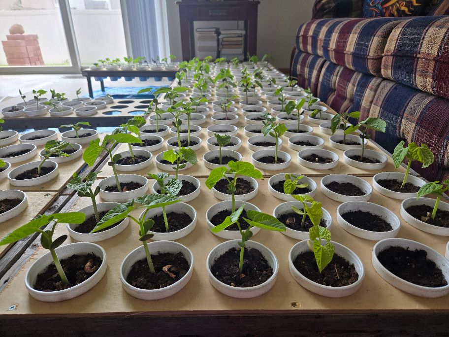 1-Bean Seedlings 2025.jpg