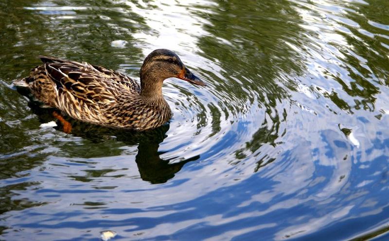 1 duck.jpg