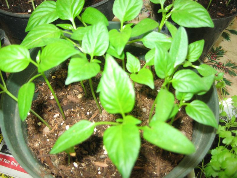 1 peppers needing transplanting.jpg
