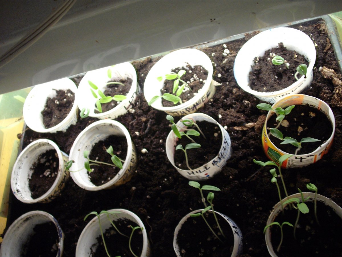 1 Week sprouts.JPG