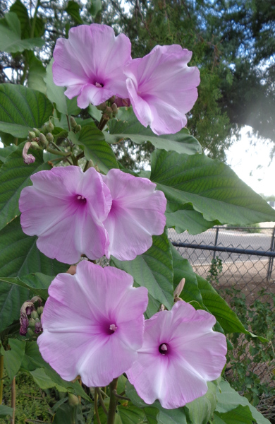 10 28 16 EU Morning Glories 01 email.JPG