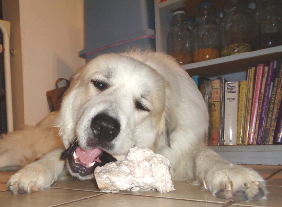 10 7 15 Lamb Bone 01 email.JPG