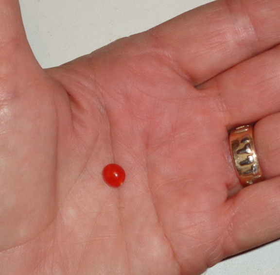 10 8 2015 Tiny Tomato email.JPG