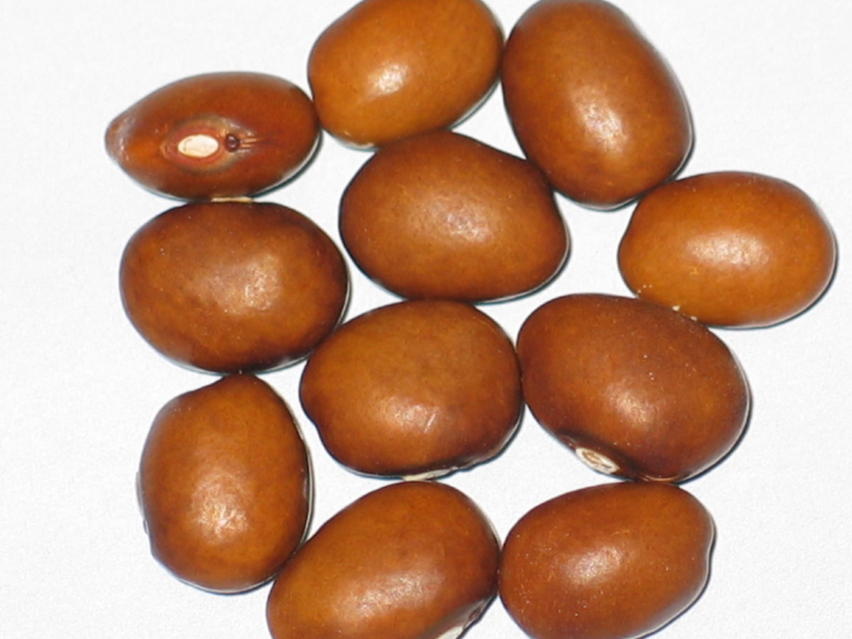 #10 - Round Brown.jpg