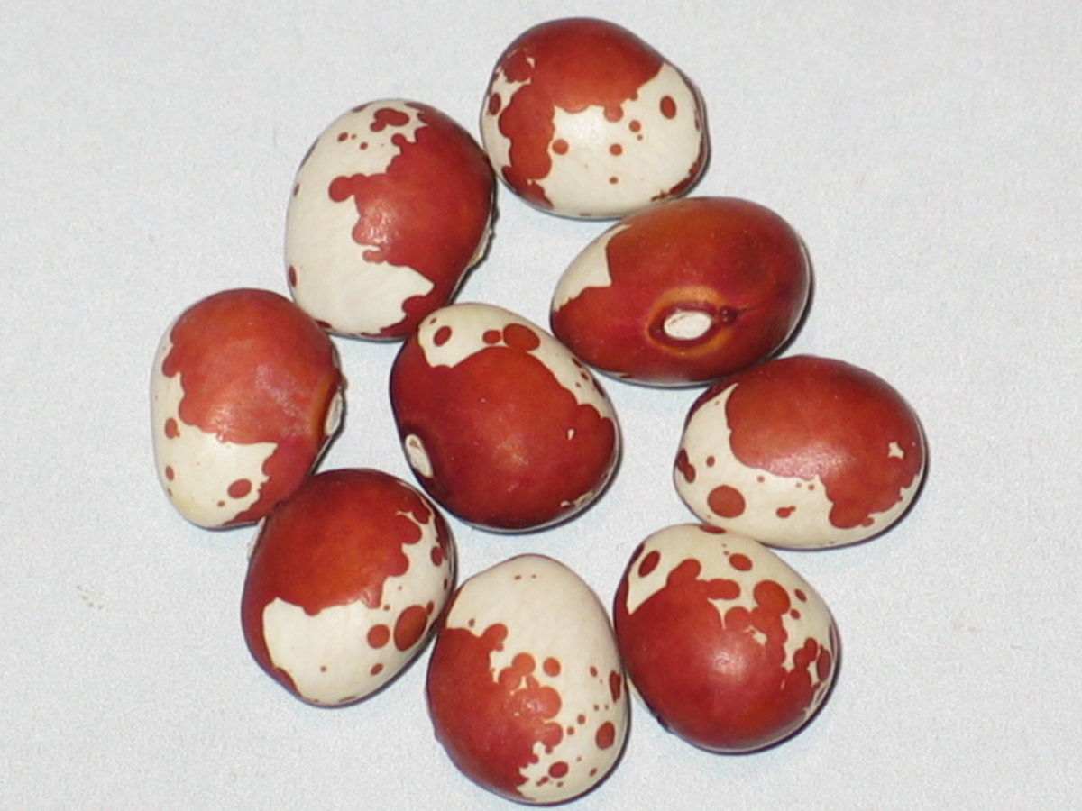 #10 - Round Brown Seg .jpg