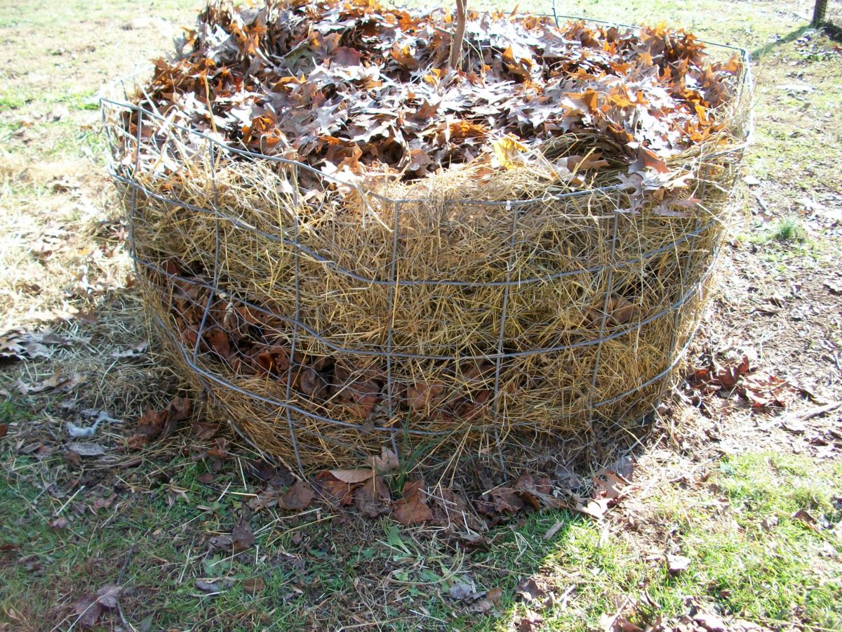 100_0231-jpg.23305