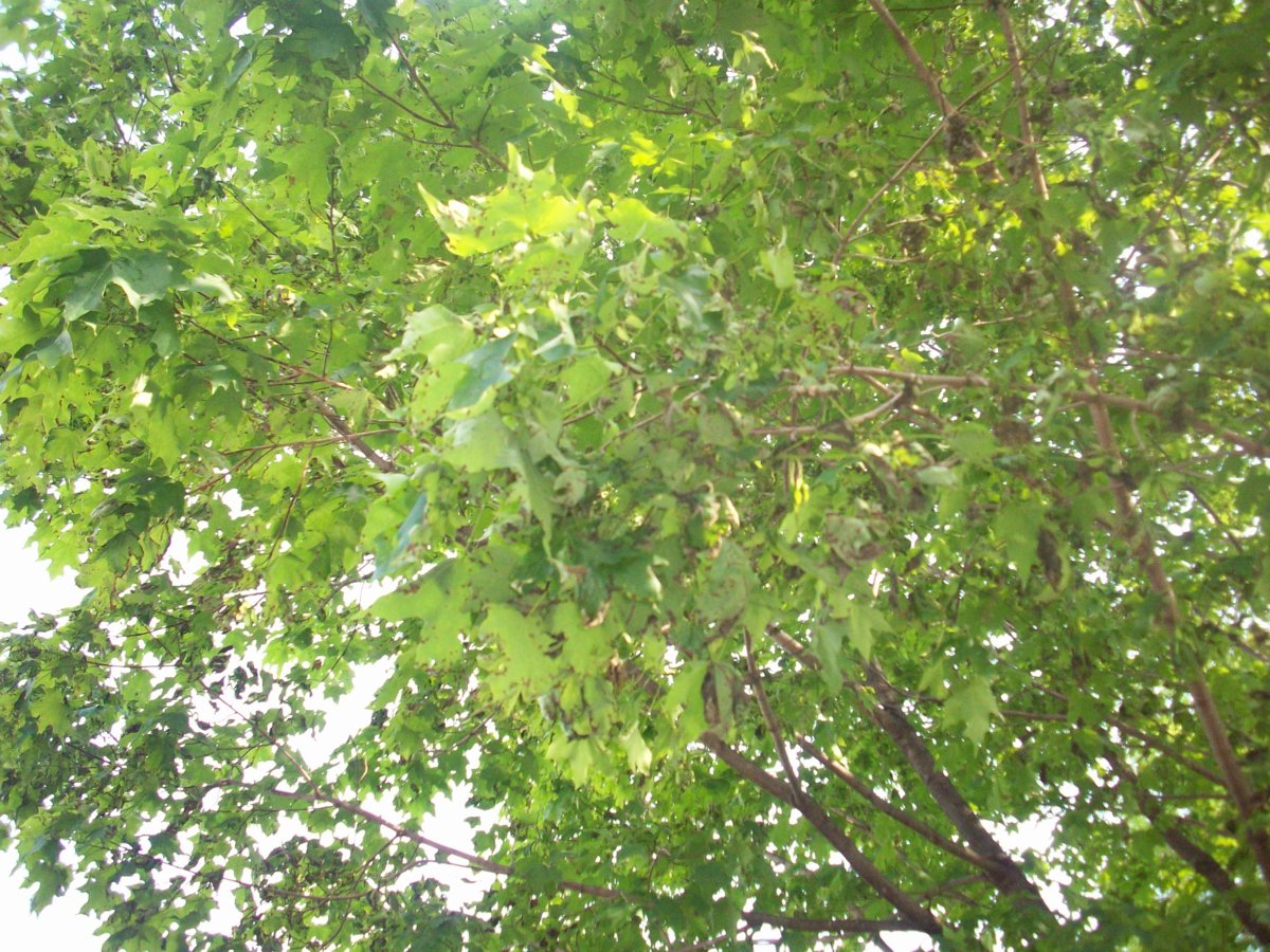 100_2673.JPG