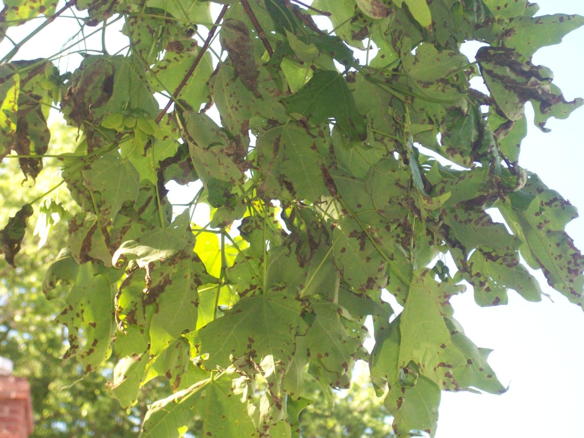 100_2675.JPG