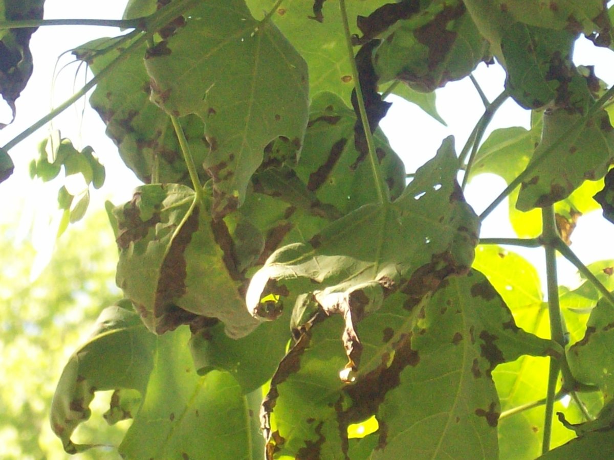 100_2676.JPG