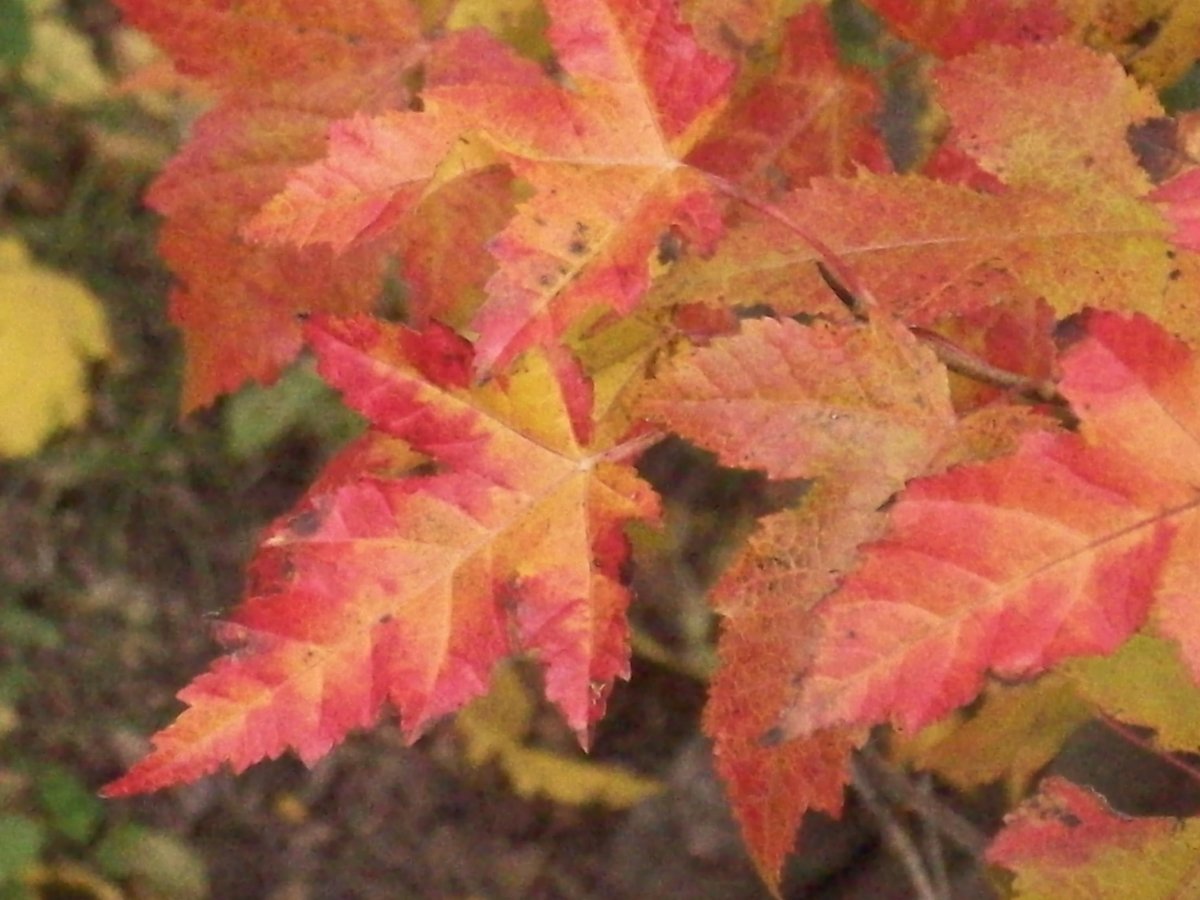 100_3371.JPG