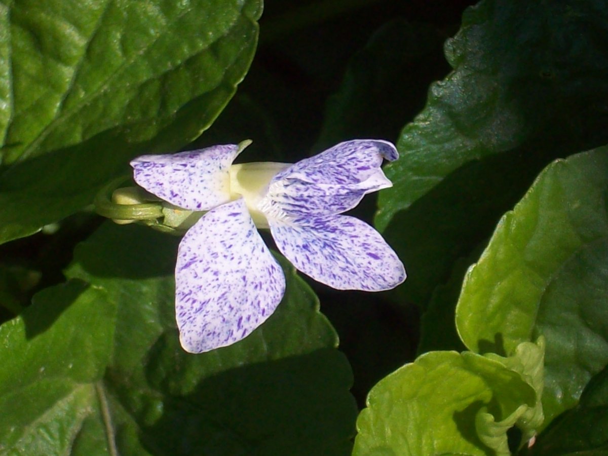 100_4077.JPG