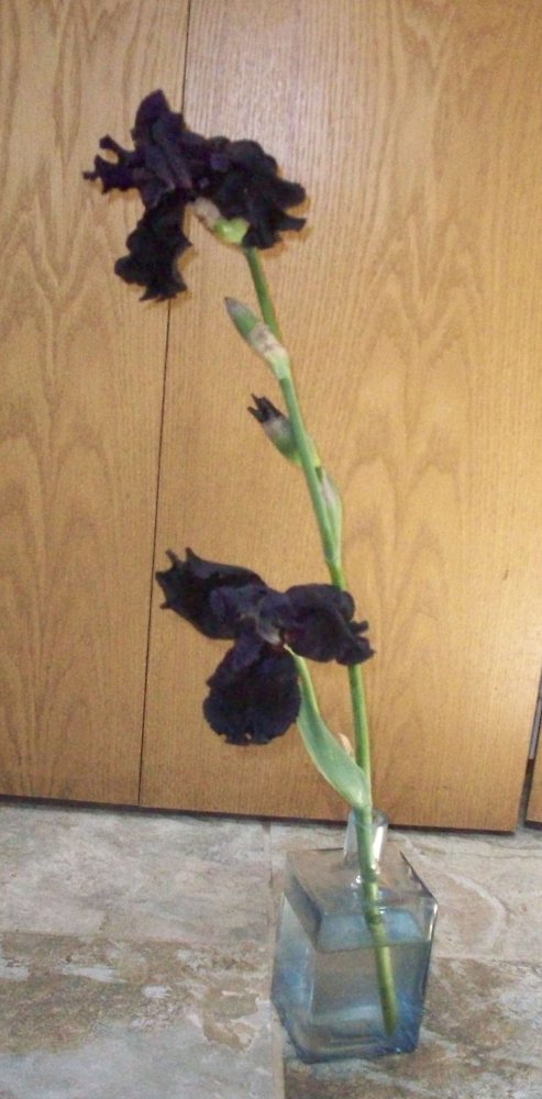 100_4319.JPG