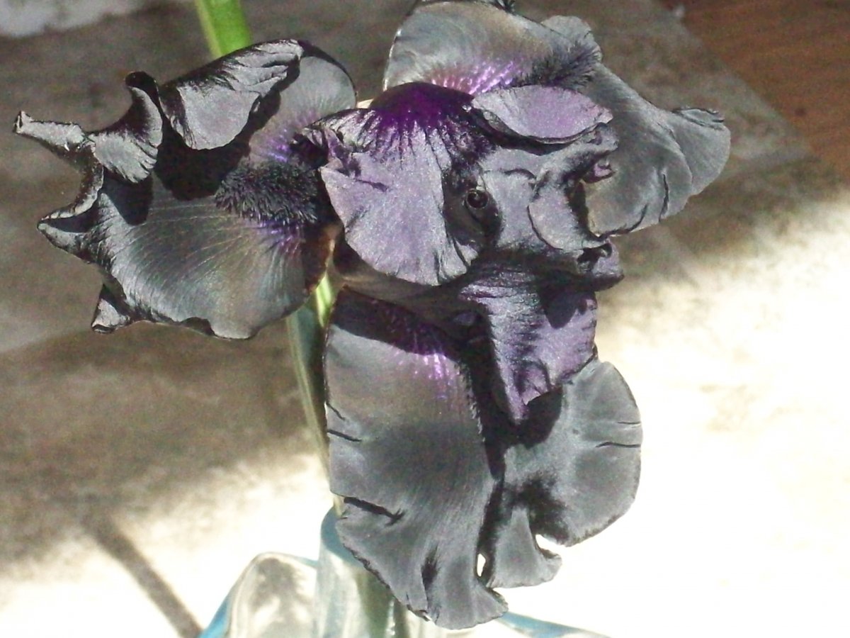 100_4335.JPG